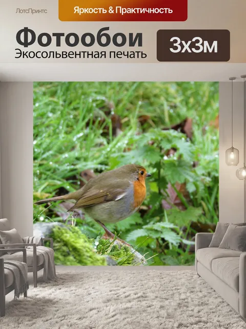 Фотообои Робин