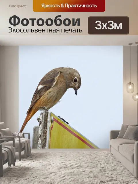 Фотообои Птица