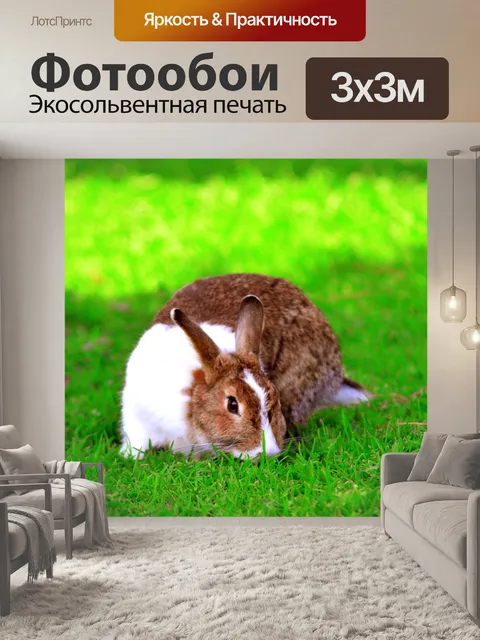 Фотообои Кролик