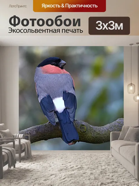 Фотообои Птица