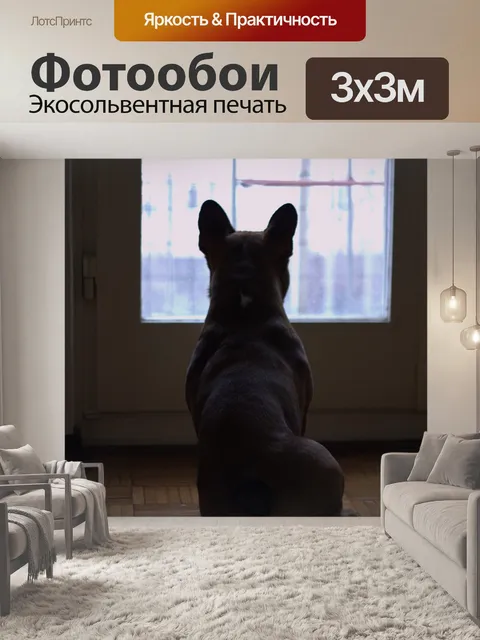 Фотообои Собака