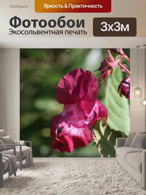Фотообои Недотрога