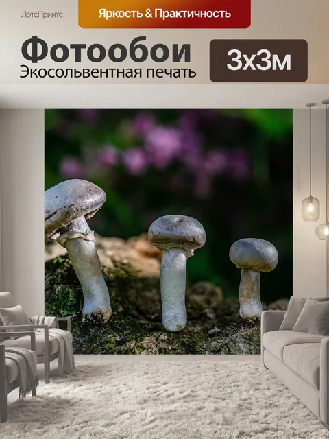 Фотообои Гриб