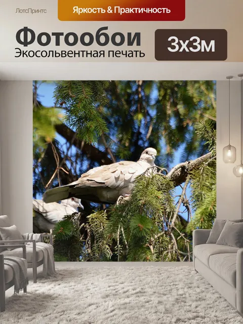 Фотообои Горлица