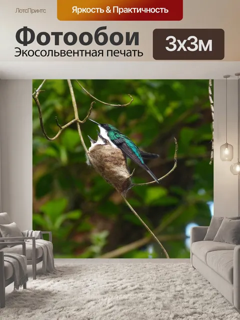 Фотообои Колибри
