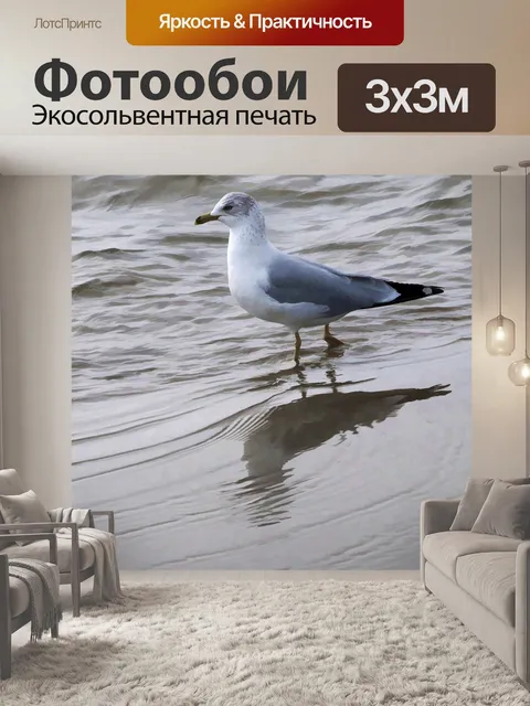 Фотообои Молодая чайка