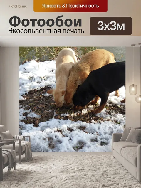 Фотообои Три собаки