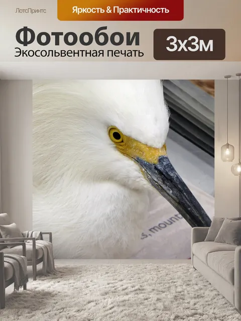 Фотообои Снежная цапля