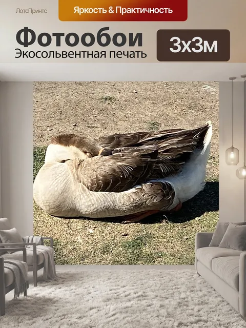 Фотообои Гусь