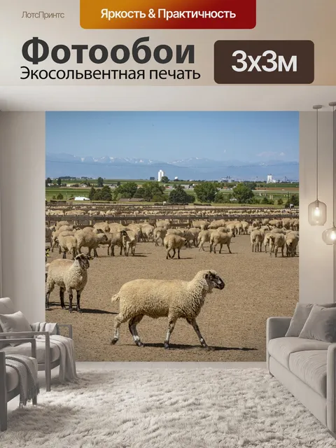 Фотообои Овца
