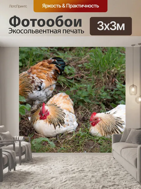 Фотообои Куры