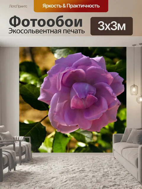Фотообои Пурпурная роза