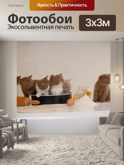 Фотообои Британская короткошерстная кошка