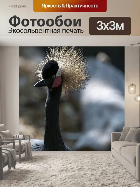 Фотообои серый венценосный журавль