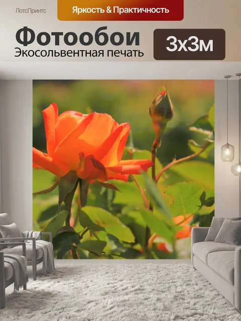 Фотообои Розы