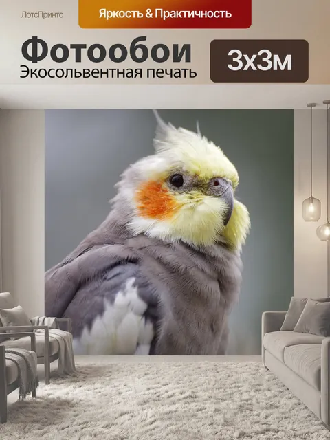 Фотообои Корелла