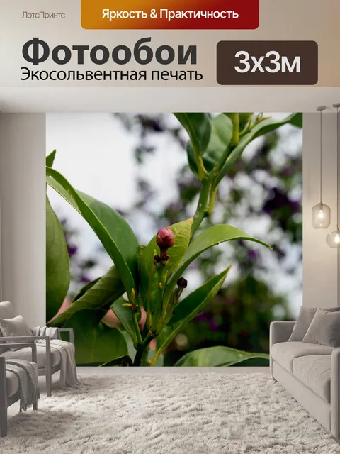 Фотообои лимонного дерева почки