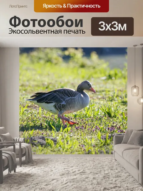 Фотообои Гуси