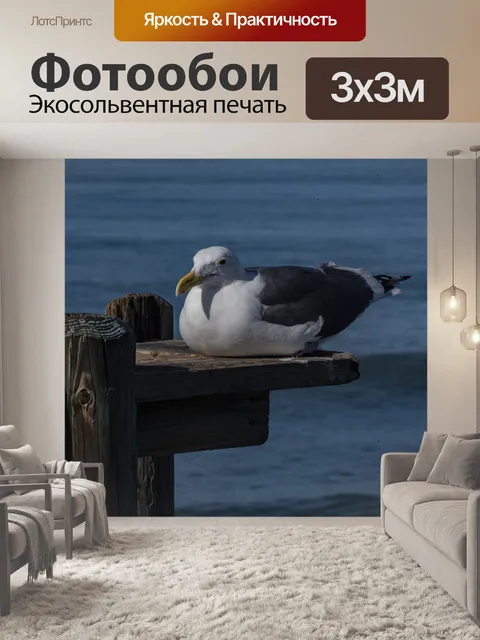 Фотообои Сидящая Чайка