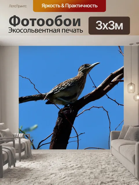 Фотообои Птицы
