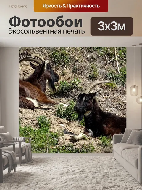 Фотообои Отдых горных козлов