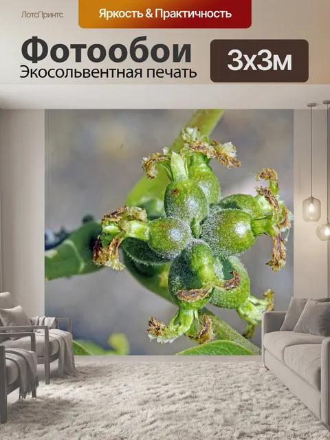 Фотообои Природа