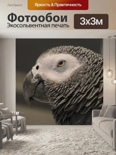 Фотообои Африканский серый попугай