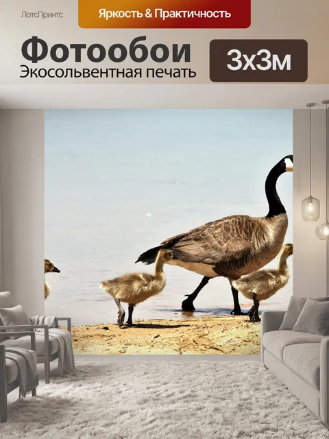 Фотообои Канада Гусь и Гослинг Прогулки