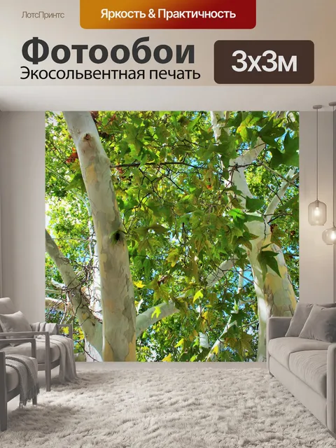 Фотообои белые ветви платана