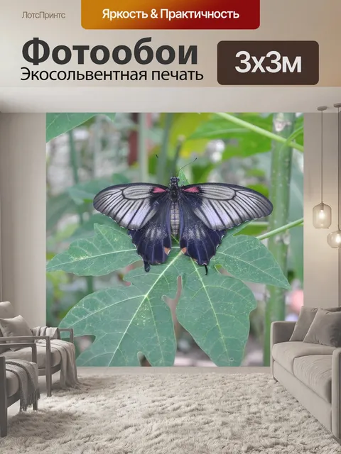 Фотообои Бабочка