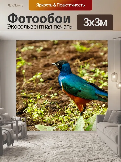 Фотообои Великолепный скворец