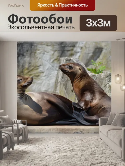 Фотообои Морские Львы 07 (серия 22)