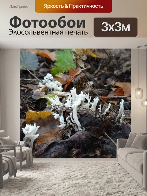 Фотообои Белый коралловый гриб