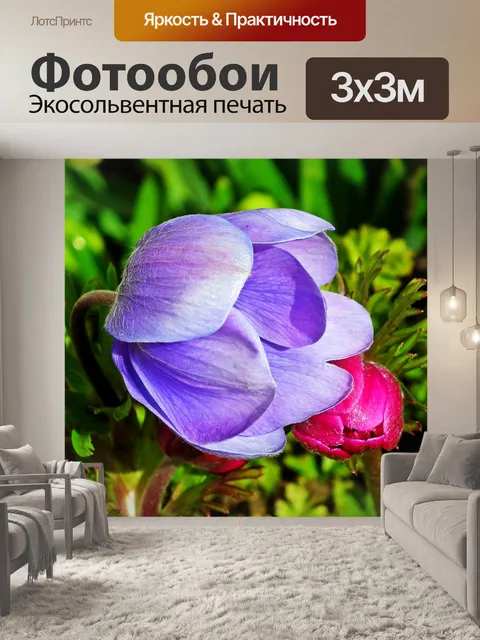 Фотообои Анемоны