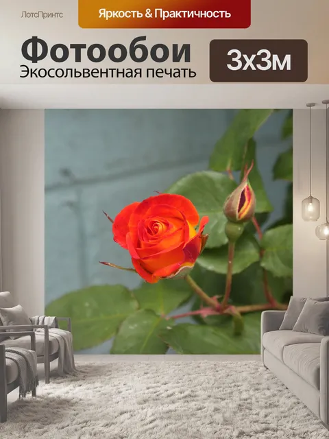 Фотообои Оранжевый и желтый бутон розы