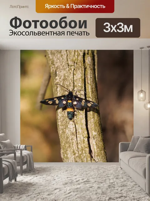 Фотообои Бабочка