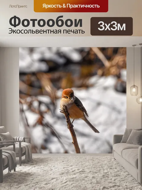 Фотообои Животное