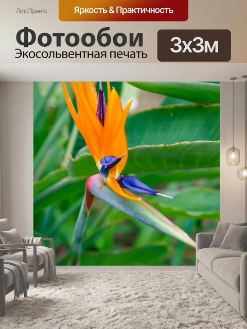Фотообои Цветок райской птицы