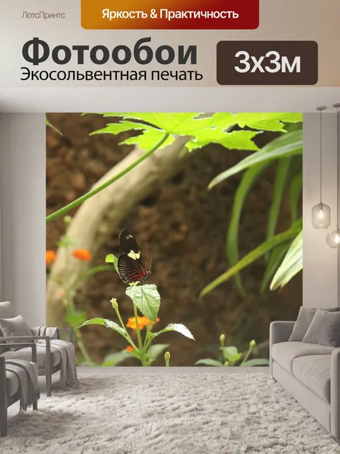 Фотообои Бабочка