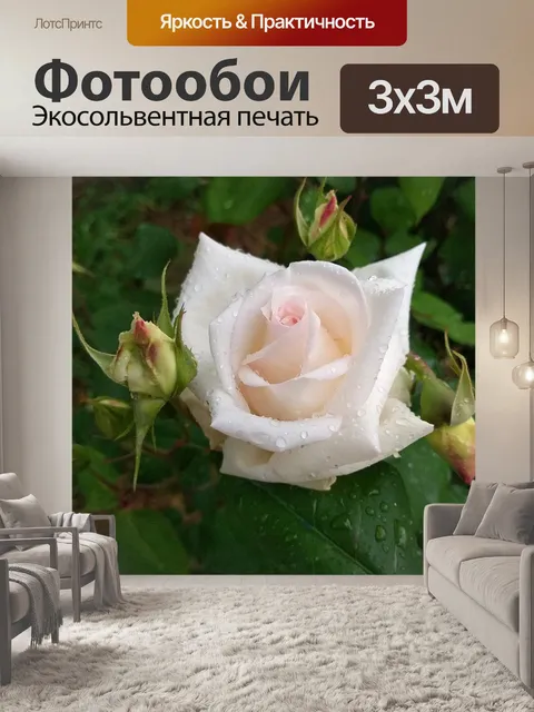 Фотообои Роза