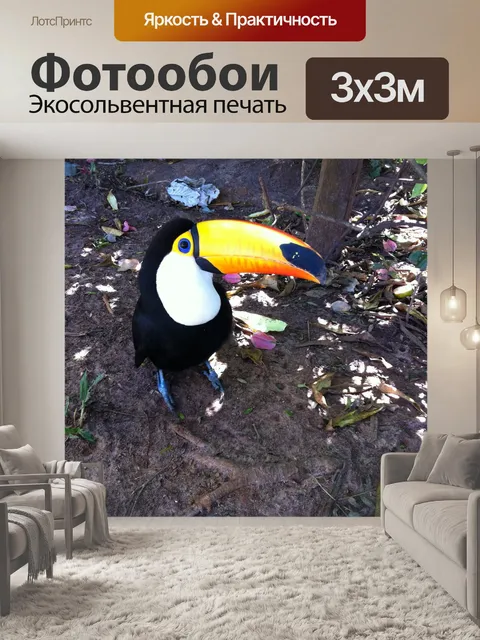Фотообои Тукан