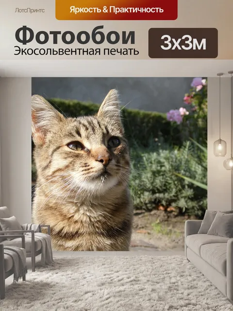Фотообои Кошка