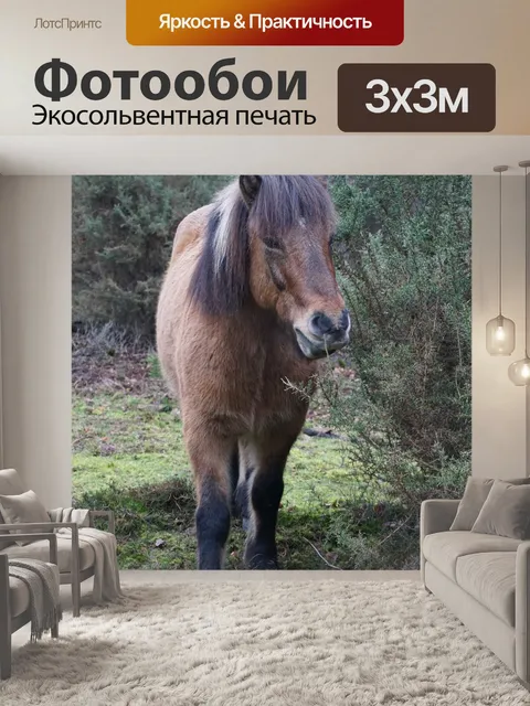 Фотообои Лошадь