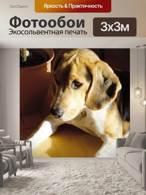 Фотообои Гончая