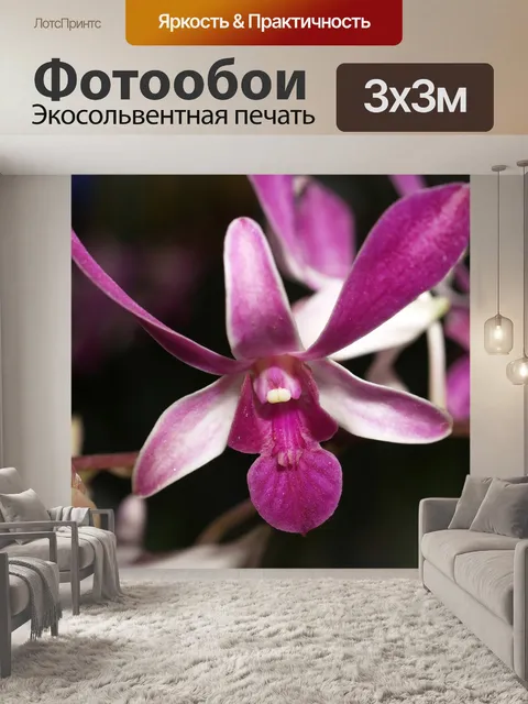 Фотообои Орхидея
