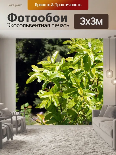 Фотообои Лес