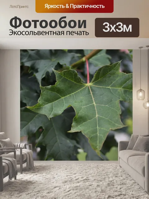 Фотообои Клен