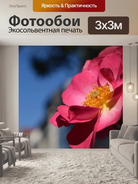 Фотообои Дикая роза