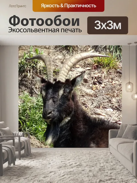 Фотообои Наблюдение за горным козлом