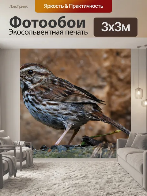 Фотообои Птица